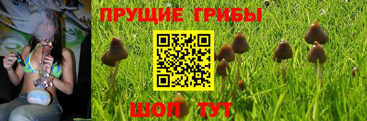 Псилоцибиновые грибы Psilocybe Губкин